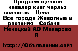 Продаем щенков кавалер кинг чарльз спаниель › Цена ­ 60 000 - Все города Животные и растения » Собаки   . Ненецкий АО,Макарово д.